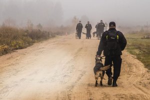 policjanci idą piaszczystą drogą prowadząc psy tropiące