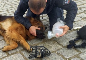 Jeżeli mamy worek Ambu, prowadzimy 10 oddechów na minutę policjant przykład leżącemu psu worek aby wspomóc oddychanie