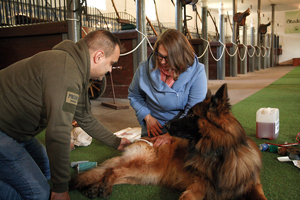 W odróżnieniu od psów szkolenie koni realizowane jest indywidualnie w KWP/KSP, na których stanie znajdują się konie.