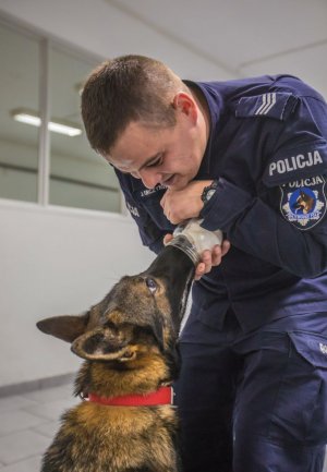 szkolenie psa z wykrywania zapachów. Policjant i pies trenują wykrywanie zapachów