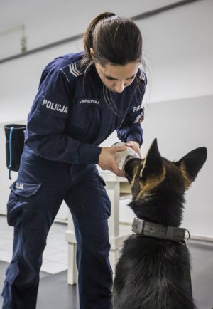 policjantka i ćwiczący pies wącha zapach ukryty w słoiku. Potem pewnie dostanie nagrodę jeśli prawidłowo odnajdzie zapach. Pies nie policjantka