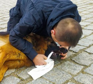 Sprawdzanie dróg oddechowych pod kątem obecności ciała obcego pies leży a ratownik sprawdza czy nie ma ciała obcego