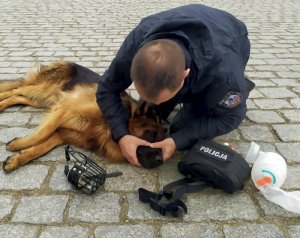 udrażniamy drogi oddechowe psa policjant trzyma w rękach pysk psa i usiłuje udrożnić drogi