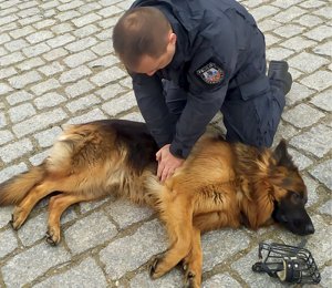 W przypadku NZK wykonujemy 30 uciśnięć, dobierając technikę oraz siłę ucisku do wielkości psa pies leży a ratownik policjant go reanimuje