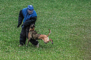 pies atakuje człowieka, czy też potrzebuje przedmiotu szkoleniowego w postaci rękawa lub grubego kombinezonu do gryzienia
