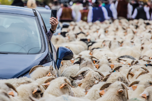 owce wokół samochodu po prostu rydyk