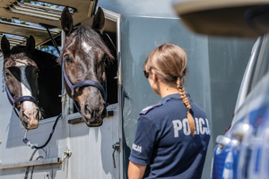 transport koni radiowóz przyczepa konie i policjantki