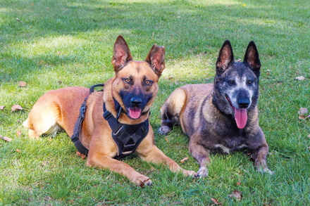 dwa psy na trawie leżą