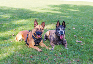 dwa psy na trawie leżą