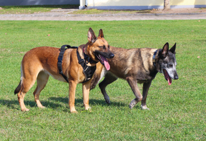 dwa psy na trawie leżą