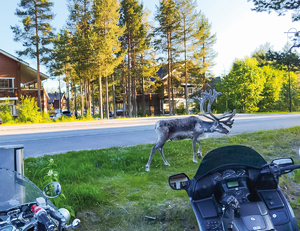 relacja z wycieczki motocyklowej ulica motocykle i renifer