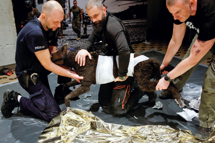 zabiegi ratujące psy potrzebujące pomocy weterynaryjnej