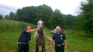 policjanci prowadzą konia złapanego na terenie zielonym